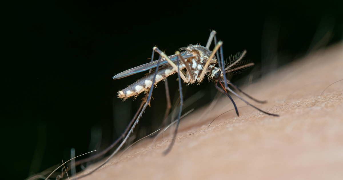 Insektenschutz – Tipps für ungestörte Sommertage